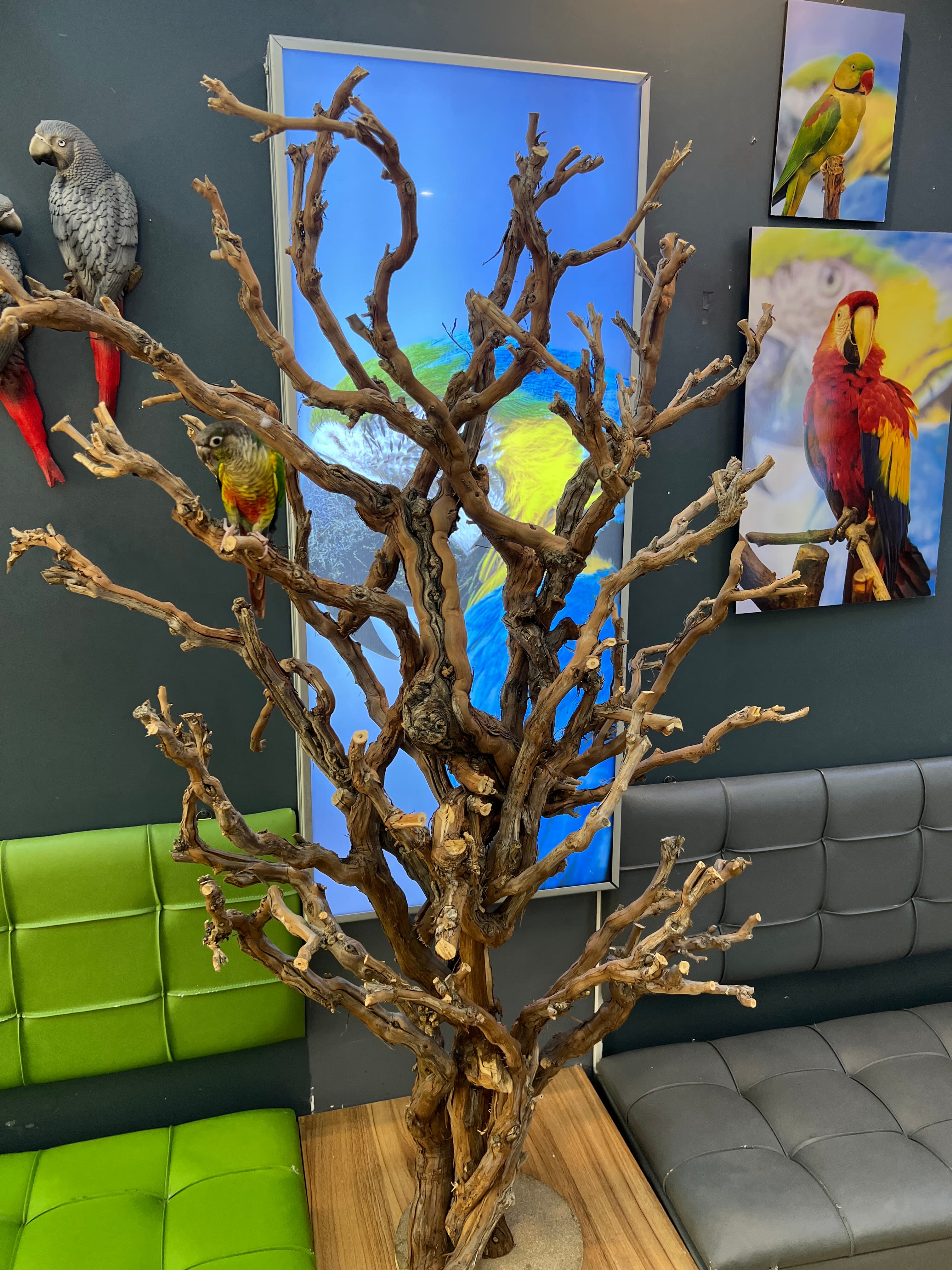 چیکو اگزوتیک — نمای دوم