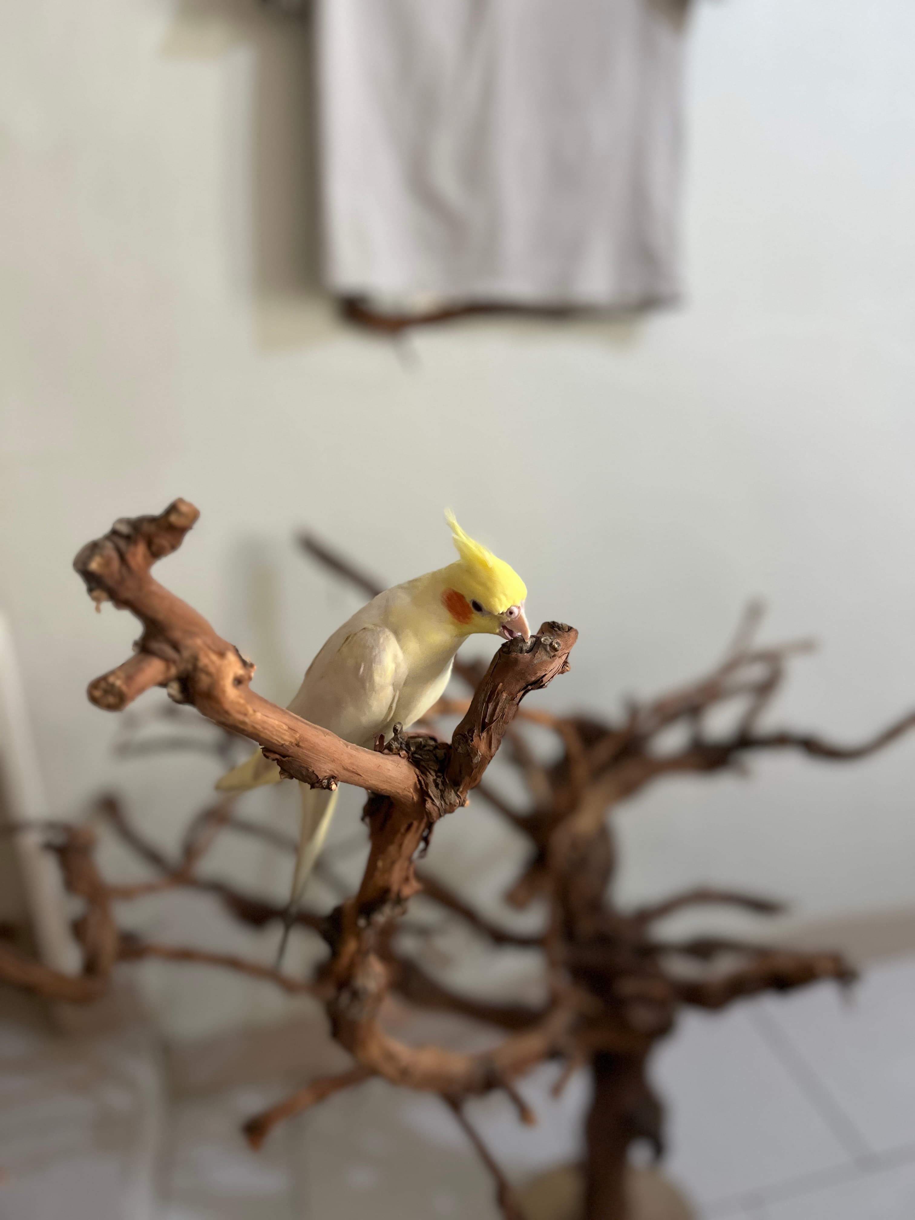 عکس جامعه از خانه‌های نمکینگ 5